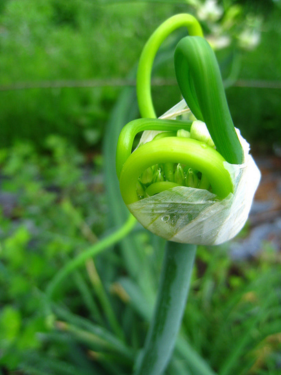 7 légumes perpétuels à cultiver dans votre potager - Madorre | La Sagesse de la Nature | Scoop.it