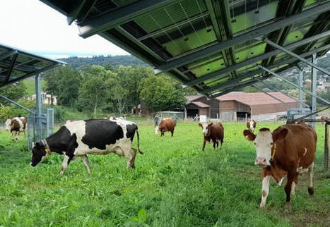Un démonstrateur agrivoltaïque bovin en Haute-Savoie | Actualité Bétail | Scoop.it