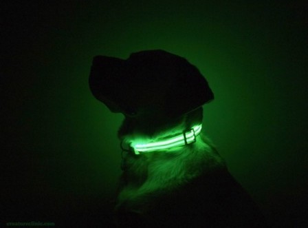 Des colliers lumineux pour chiens | Essentiels et SuperFlus | Scoop.it