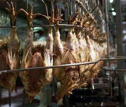 Haro sur les abattoirs sauvages (Kabylie, Algérie) | La Gazette des abattoirs | Scoop.it