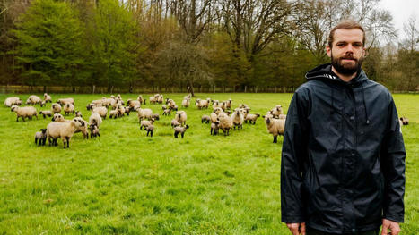 Nicolas Mary mise sur la race Hampshire | Actualité Bétail | Scoop.it