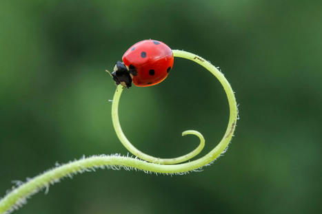 « Nous avons les moyens de protéger la biodiversité, mais nous ne le voulons pas » | Home | Scoop.it