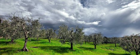 Sustainable Management of Olive Groves Can Tackle Effects of Climate Change | DURABILITES | Scoop.it