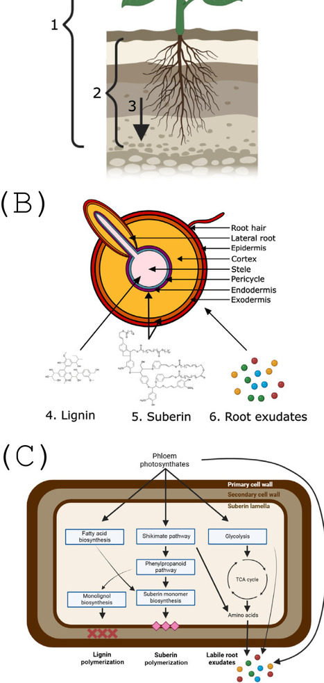Molecular approaches to increasing plant root carbon | Tin | RMH | Scoop.it