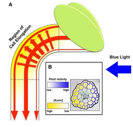 Plant Cell (Review): Phototropism Growing towards an Understanding of Plant Movement | Plant Biology Teaching Resources (Higher Education) | Scoop.it