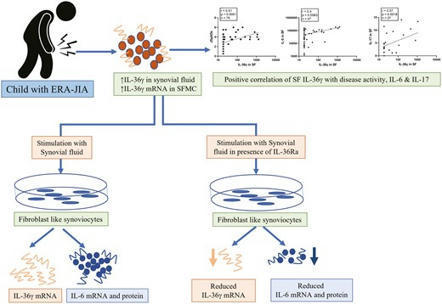 IL-36&gamma; in enthesitis-related juvenile idiopathic arthritis and its association with disease activity | Clinical and Experimental Immunology | Oxford Academic | Rheumatology-Rhumatologie | Scoop.it