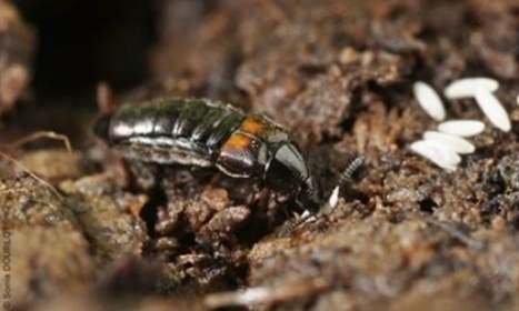 Un holobionte qu'est-ce-que c'est ? Pourquoi et comment les holobiontes sont-ils &eacute;tudi&eacute;s ? | EntomoScience | Scoop.it