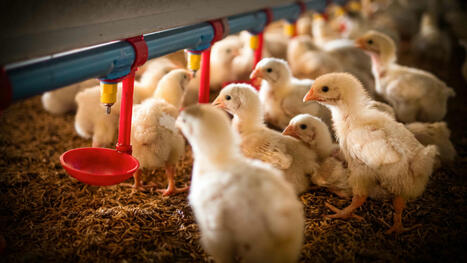 Lowering Trypsin Inhibitor Levels in Soybean Meal | Procédés | Scoop.it