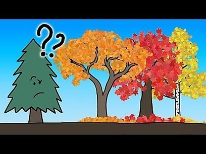 The Real Reason Leaves Change Color In the Fall | The 21st Century | Scoop.it