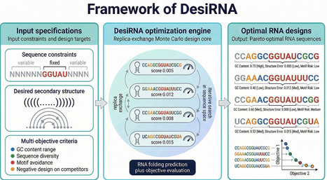 RNA design: update on computational frameworks and programs for inverse RNA folding | bft | RMH | Scoop.it