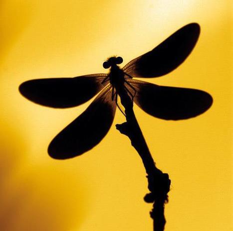 Notre-Dame-des-Landes : Appel aux naturalistes | Vari&eacute;t&eacute;s entomologiques | Scoop.it