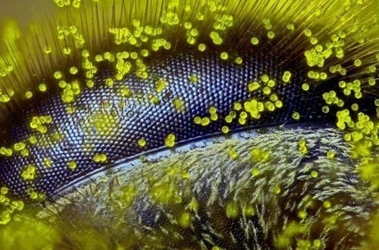 Compétition Nikon : La photo d’un oeil d’abeille recouvert par le pollen | EntomoNews | Scoop.it