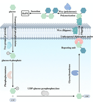 Understanding Exopolysaccharides from Lactic Acid Bacteria: Synthesis, Functions, and Applications | acs | RMH | Scoop.it