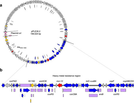 Novel polymyxin resistance gene family mcr-12 from environmental Pigmentiphaga litoralis | Ncm | RMH | Scoop.it