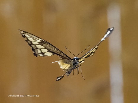 Injured Swallowtail In Flight | Mirrorless Cameras | Scoop.it