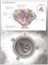 The Quest for an HIV-1 Vaccine — Moving Forward — NEJM | Immunology for University Students | Scoop.it