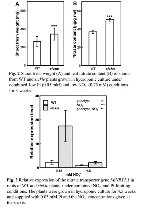 MtEIN2 affects nitrate uptake and accumulation of photosynthetic pigments under phosphate and nitrate deficiency in Medicago truncatula | Plant hormones (Literature sources on phytohormones and plant signalling) | Scoop.it