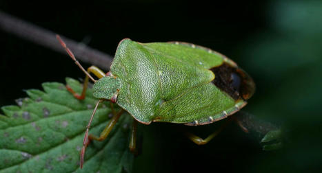 Les insectes disparaissent également des forêts : plus de 60 % des 1 805 espèces d'insectes étudiées entre 2008 et 2017 sont en déclin dans les forêts allemandes | EntomoNews | Scoop.it