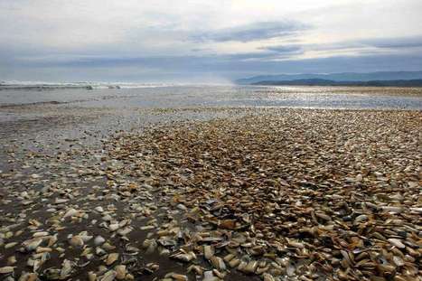 Wave of dead sea creatures hits Chile's beaches | Coastal Restoration | Scoop.it