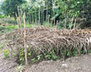 SIERRA LEONE: Krain Krain Leafy Vegetable Grown with System of Crop Intensification (SCI) Methods | SRI Global News: Nov. 2023 - Jan. 2024 **sririce.org -- System of Rice Intensification | Scoop.it