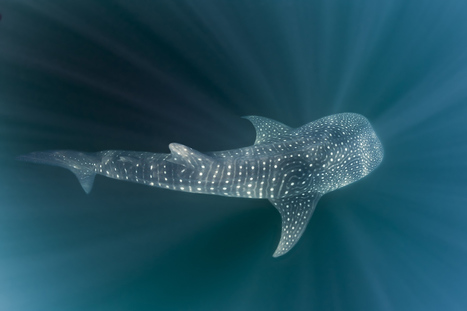 Sharks now protected no matter whose waters they swim in | Coastal Restoration | Scoop.it