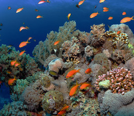 Biodiversité des récifs coralliens : vers des objectifs localement ciblés pour mieux concilier protection et activités de pêche | ECOLOGIE - ENVIRONNEMENT | Scoop.it