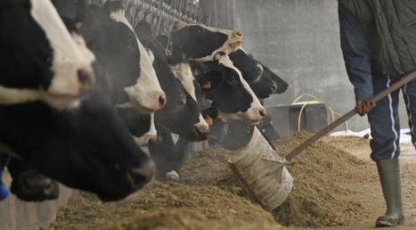 Les m&eacute;faits &eacute;cologiques du Vegan illustr&eacute;s par l&rsquo;INRA | Elevage et environnement | Scoop.it