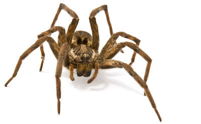 How fear skews our spatial perception | Dr. Goulu | Scoop.it