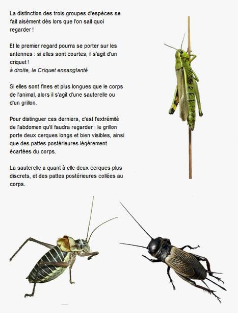 Criquet ? Grillon ? Sauterelle ? | Insect Archive | Scoop.it