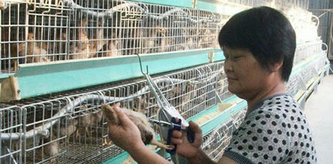 France launches bird vaccination scheme, amid fears of a repeat of H5N1 outbreaks | Virology News | Scoop.it