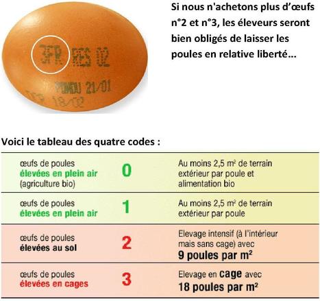 Facile de choisir les œufs que l'on mange! | 16s3d: Bestioles, opinions & pétitions | Scoop.it