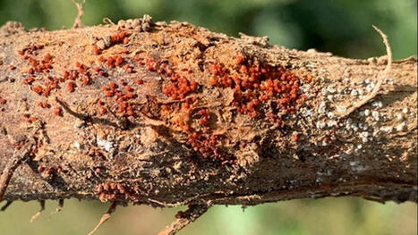 Fungal disease wreaks havoc on Illinois and Missouri's top cash crop. No one knows how to stop it - KSDK | Operation Deimos | Scoop.it