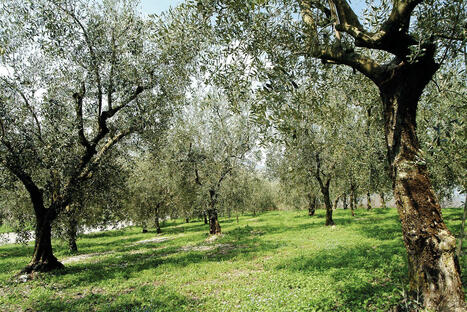 L'oliveto quale pozzo naturale di anidride carbonica | OLIVE NEWS | Scoop.it