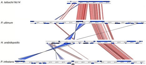 PLoS Biology: Gene Gain and Loss during Evolution of Obligate Parasitism in the White Rust Pathogen of Arabidopsis thaliana | Plant Pathogenomics | Scoop.it