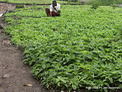 RDC : le ministre de l'agriculture explique les enjeux du forum national sur la relance de l’agriculture | Questions de développement ... | Scoop.it