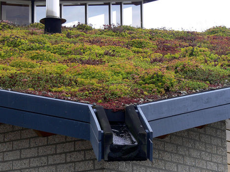 Écologie des toitures végétalisées - Une étude innovante en Île-de-France : Dossier complet | Techniques de l’Ingénieur | Les Colocs du jardin | Scoop.it