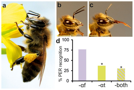 Diesel et abeilles | EntomoScience | Scoop.it