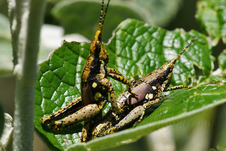 Criquet (Madagascar) | Variétés entomologiques | Scoop.it