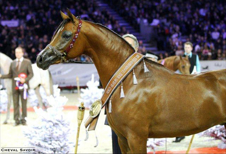 Un week-end de grand spectacle en perspective ! | Salon du Cheval | Scoop.it