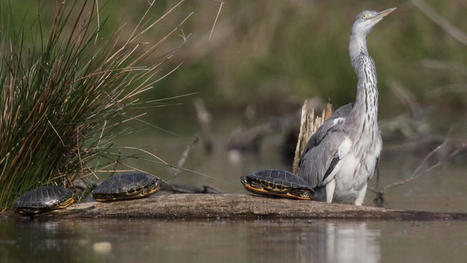 Lacroix-Falgarde : le retour des oiseaux nicheurs à la Réserve naturelle régionale | Lacroix-Falgarde | Scoop.it