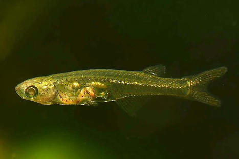 How one of the smallest fish makes a sound as loud as a firecracker | Soggy Science | Scoop.it
