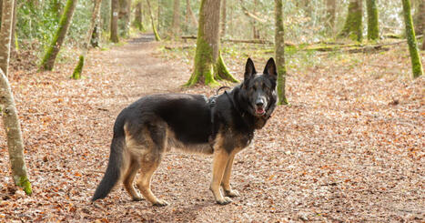 Animaux. Pourquoi vous devez tenir votre chien en laisse en for&ecirc;t &agrave; partir de ce mercredi | Biodiversit&eacute; - @ZEHUB on Twitter | Scoop.it