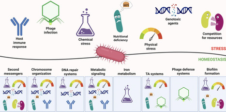 Prokaryotic homeostasis – a solution to thrive and survive | frn | RMH | Scoop.it