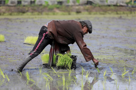 RICE SUPPLY : threatened by Iran war and El Nino | Revue de presse - Club DEMETER | Scoop.it