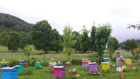 Sailhan. Pierre Fiaschi, un apiculteur qui regarde ses abeilles | Vallées d'Aure & Louron - Pyrénées | Scoop.it