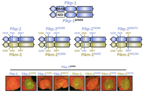 Plant Cell: Allelic compatibility in plant immune receptors facilitates engineering of new effector recognition specificities (2023) | Publications | Scoop.it