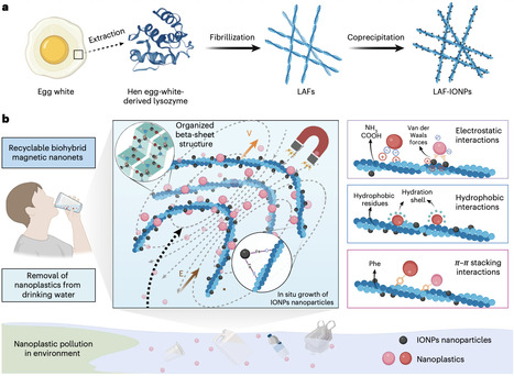 Recyclable amyloid-based magnetic nanonets for active capture and removal of nanoplastics from water | Nwt | RMH | Scoop.it