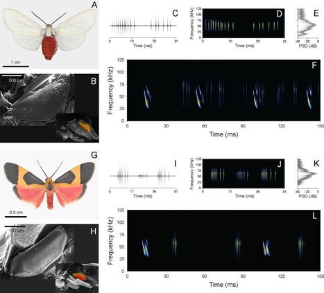 Les papillons de nuit savent parler aux chauves-souris ! | EntomoNews | Scoop.it