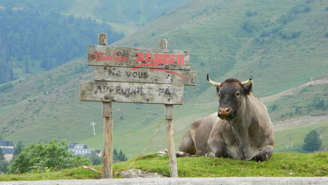 Vache belliqueuse au col d'Azet - Georges Embun | Vallées d'Aure & Louron - Pyrénées | Scoop.it