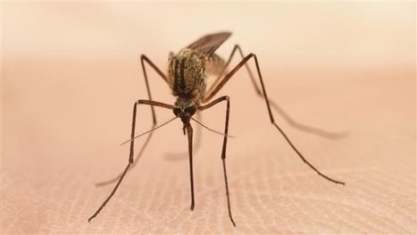 Canada. Le virus du Nil occidental identifié au Manitoba | EntomoNews | Scoop.it